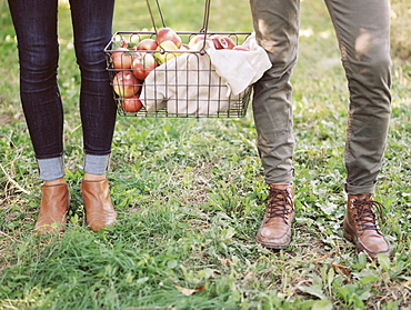 An apple orchard in Utah. A couple carrying a basket of apples, Sataquin, Utah, United States of America