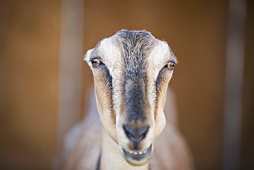 A goat staring through the bars of a stall in a barn, Espanola, New Mexico, USA