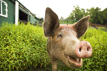 An organic farm in the Catskills. A pig, Saugerties, New York, USA