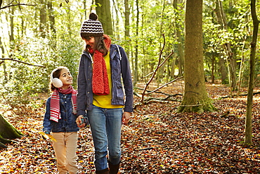 Beech woods in Autumn, with green and autumnal red and orange foliage, England, United Kingdom