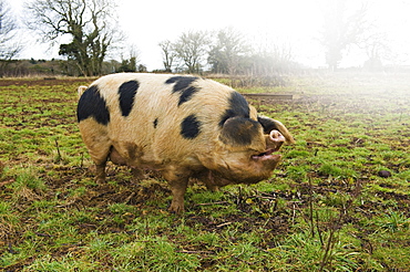 A large adult pig with black markings in an open field, Gloucestershire, England, United Kingdom