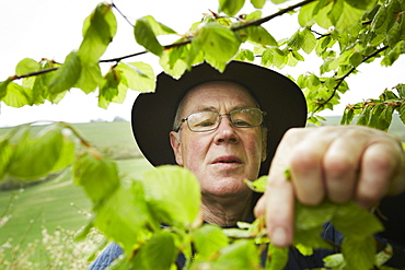 A forager with a basket reaching up to pick leaves from a tree, England, United Kingdom