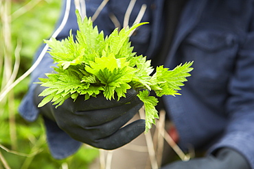 A man holding a fresh handful of stinging nettles, England, United Kingdom