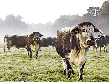 Longhorn cattle in a field on a misty morning, Longhorn Cattle, England