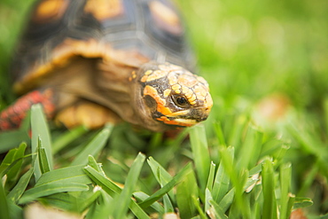 A small turtle or terrapin moving across grass, Petting Zoo, Texas, USA