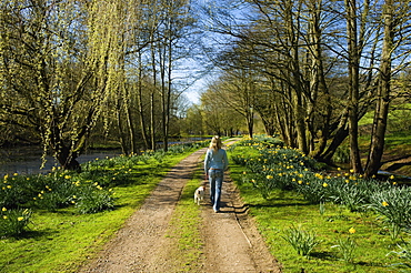 A woman and a small dog walking down a path through trees in fresh leaf, Tetbury, Gloucestershire, England