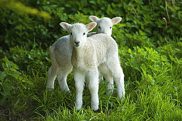 Two spring lambs alert and looking around, Tetbury, Gloucestershire, England