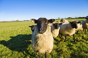 A small flock of sheep in a field, Tetbury, Gloucestershire, England