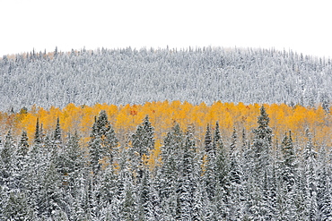 View over aspen forests in autumn, with a layer of vivid orange leaf colour against pine trees, Wasatch Mountains, Utah, USA