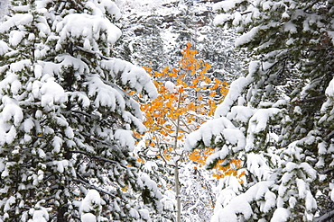 Pine trees with snow laden boughs, and a small aspen tree with vivid orange leaf colour, Uinta mountains, Utah, USA