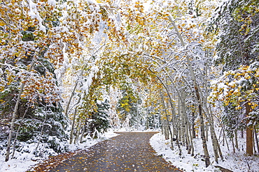 A path through the woods with trees arching over the path, Uinta mountains, Utah, USA