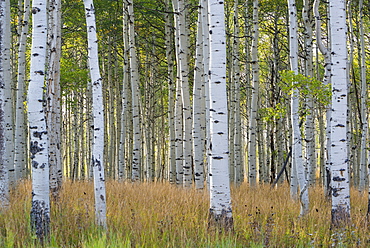 The tall straight trunks of trees in the forests with pale grey bark and green foliage, Wasatch Mountains, Utah, USA