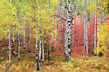 A trail through the woods. Vivid autumn foliage colour on maple and aspen tree leaves, Wasatch Mountains, Utah, USA