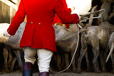 A foxhounds pack in a trailer ready for the hunt, with a huntsman in charge, Pack of Hounds, England