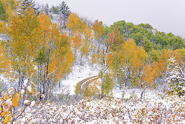 A path through the woods in autumn with light snow on the ground, Uinta National Forest, Utah, United States