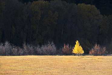 A single aspen tree in autumn leaf colours against a dark background, Fall colours, Utah, United States