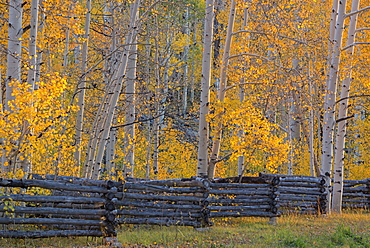 The Kolob Terrace and aspen trees in the Dixie national forest, Dixie National Forest, Utah, United States