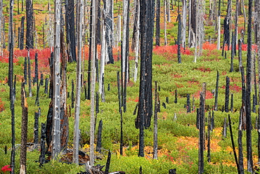 Charred tree stumps and vibrant new growth, red and green foliage and plants in the forest after a fire, Fall foliage, Oregon, United States