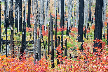 Charred tree stumps and vibrant new growth, red and green foliage and plants in the forest after a fire, Fall foliage, Oregon, United States