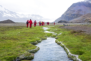 Group of people walking near Fortuna Bay on South Georgia, snow-covered mountains in the background.