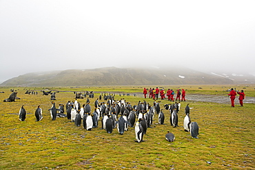 Group of people watching a small colony of King Penguins on South Georgia.