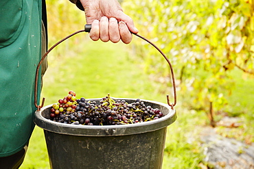 A person carrying a bucket laden with grapes, England, United Kingdom