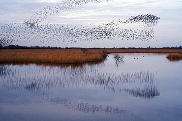 A murmuration of starlings, a spectacular aerobatic display of a large number of birds in flight at dusk over the countryside, England, United Kingdom