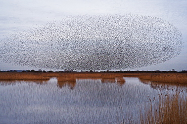 A murmuration of starlings, a spectacular aerobatic display of a large number of birds in flight at dusk over the countryside, England, United Kingdom