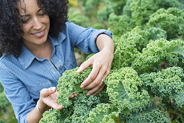 An organic vegetable farm. A woman working among the crisp curly kale crop, Woodstock, New York, USA