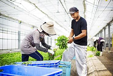 Two people working in a greenhouse harvesting a commercial food crop, the mizuna vegetable plant, Japan