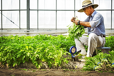 A man working in a greenhouse harvesting a commercial crop, the mizuna vegetable plant, Japan