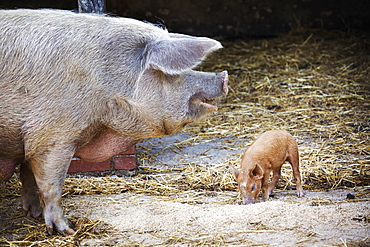 An adult pig and a young piglet in a barn feeding. 