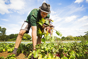 A man working in the field, pulling glossy red beetroots up. 