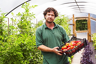 Male gardener in a polytunnel and a crate of freshly picked tomatoes.