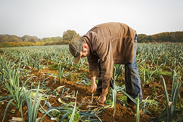 A man bending and lifting fresh leeks from the soil in a field. 