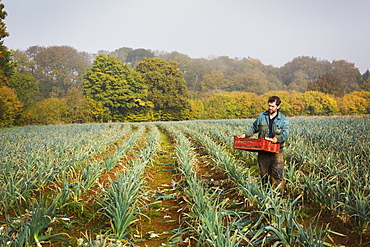 A woman carrying a crate of picked fresh leeks across a field. 