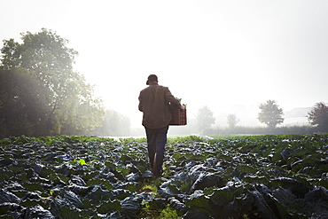 One person walking through rows of vegetables in a field, mist rising over the fields. 