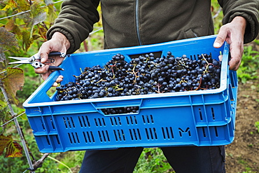 A man holding a crate of picked red grapes. 