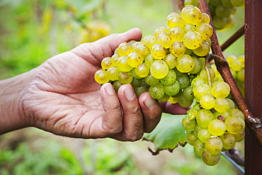 Person picking bunches of green grapes. 