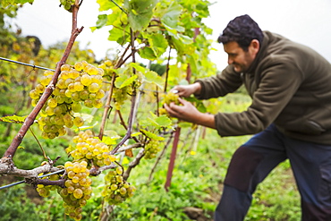 Person picking bunches of grapes from a vine. 