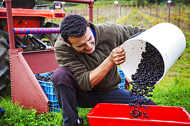 A man pouring red grapes into a red crate.