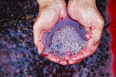 A man with his hands in fresh crushed red grapes and juice. 