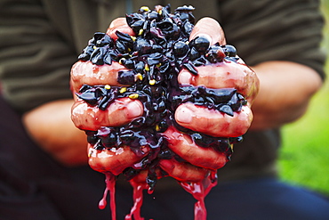 A man with a handful of fresh crushed red grapes. 