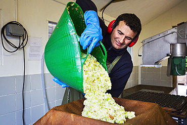 A man preparing the juicy crushed apple pulp, smoothing it before the pressing process. 