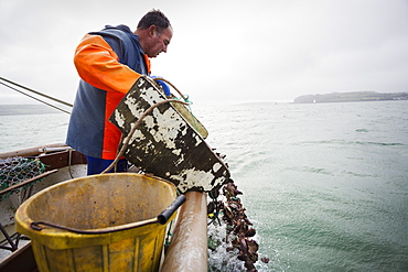 Traditional Sustainable Oyster Fishing, River Fal, A fisherman tipping shells into the water, Fal Estuary, Cornwall, England