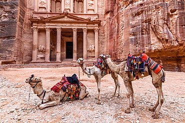 Exterior view of the rock-cut architecture of Al Khazneh or The Treasury at Petra, Jordan, camels in the foreground, Petra, Jordan