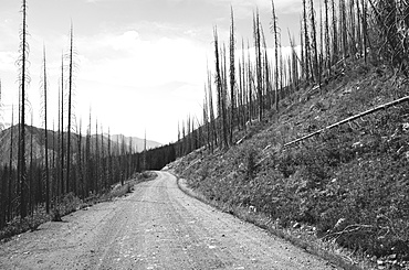 Road through fire damaged forest from extensive wildfire, near Harts Pass, Pasayten Wilderness, Washington, United States of America