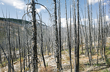 Fire damaged forest from extensive wildfire, near Harts Pass, Pasayten Wilderness, Washington, United States of America