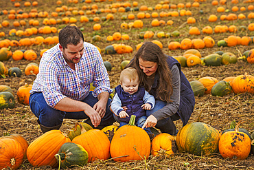 A family, two adults and a young baby among rows of bright yellow, green and orange pumpkins harvested and left out to dry off in the fields in autumn, England, United Kingdom