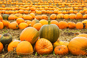 Rows of bright yellow, green and orange pumpkins harvested and left out to dry off in the fields in autumn, England, United Kingdom